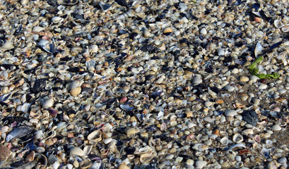 conchiglie seashell