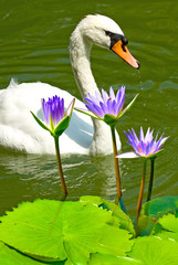 Obraz premium swan on the water