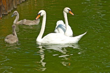 swans on the water