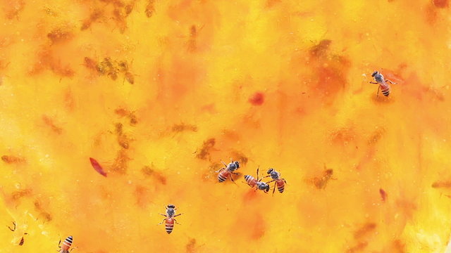 Close up Bee working on dry yellow mango background.
