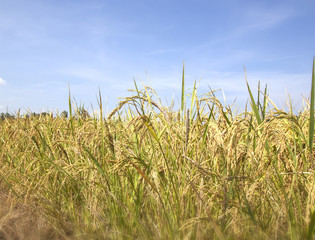Obraz premium Rice food crops