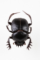 The mysterious world of insects
