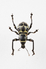 The mysterious world of insects
