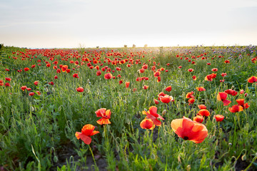 Meadow with a lot of wild poppy at sunset