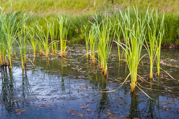 Young reeds growing in the ditch along a dike
