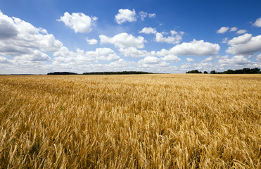 wheat field  