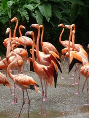 Flamingo (Phoenicopterus roseus)