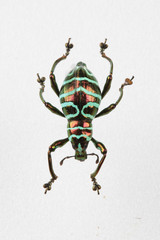 The mysterious world of insects
