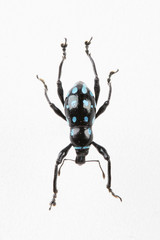The mysterious world of insects
