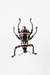 The mysterious world of insects
