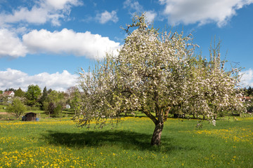 Blühender Apfelbaum in einer Wiese 