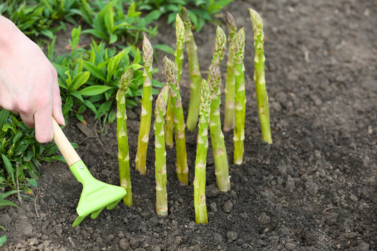 Farmer planting asparagus into black soil in garden