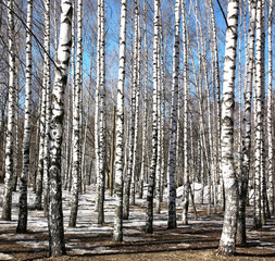 Obraz premium Birch trees on blue sky