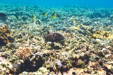 Coral reef and fish