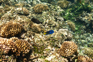 Coral reef and fish