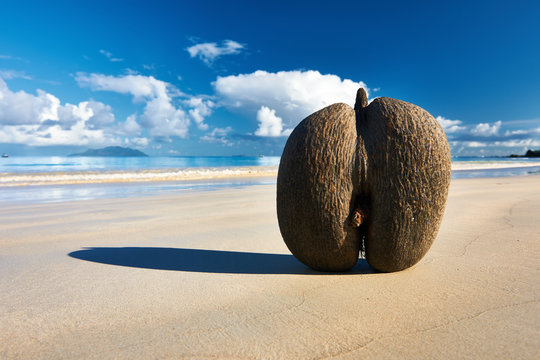 Sea's coconuts (coco de mer) on beach at Seychelles