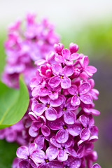 Violet lilac flower
