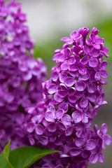 Branch of lilac flowers 