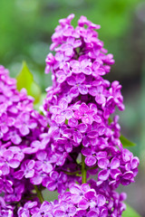 Branch of lilac flowers after rain