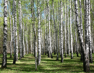 First spring greens in birch forest