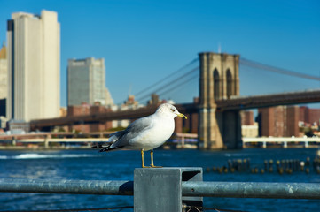 Seagull with Manhattan in background.