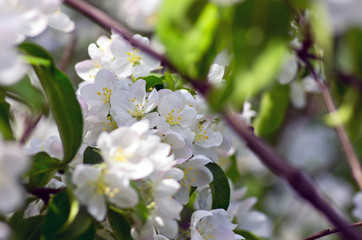 Blooming apple tree; beautiful white blossoms, shallow field