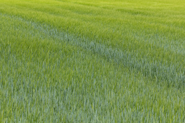 Spring landscape in Bavaria