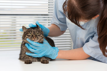 The image with a cat in a veterinary clinic