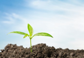 Growth, Gardening, Seedling.