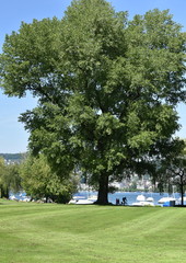 Fototapeta premium jardin public en bordure du lac de zurich