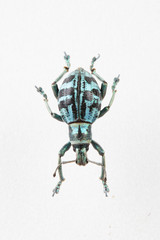 The mysterious world of insects
