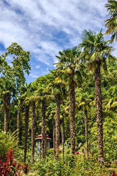Palm trees alley in botanical garden Nikitsky, Yalta, Crimea