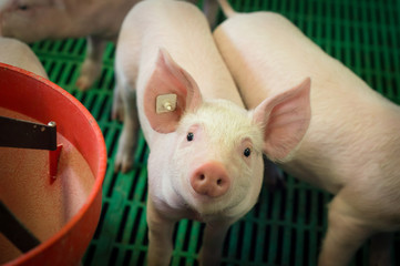 Schweinezucht,  Ferkel blickt aus einer Bucht nach oben © Countrypixel