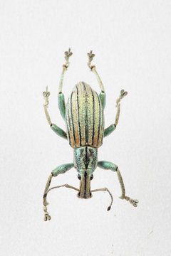 The mysterious world of insects
