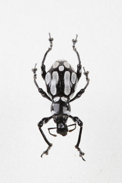 The mysterious world of insects
