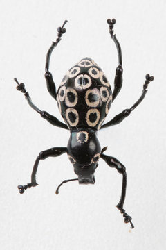 The mysterious world of insects
