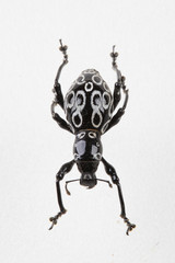 The mysterious world of insects
