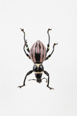 The mysterious world of insects
