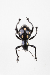 The mysterious world of insects
