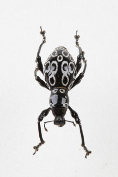 The mysterious world of insects
