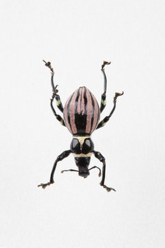 The mysterious world of insects
