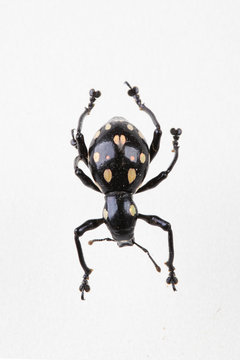 The mysterious world of insects
