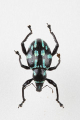 The mysterious world of insects

