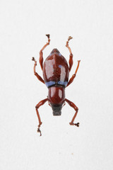 The mysterious world of insects
