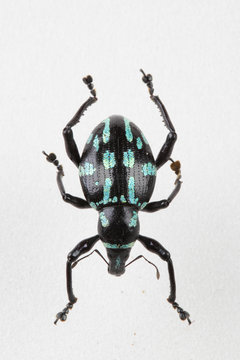 The mysterious world of insects
