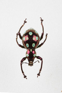 The mysterious world of insects
