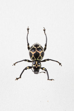 The mysterious world of insects

