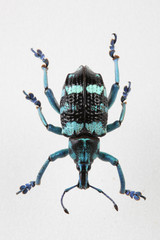 The mysterious world of insects
