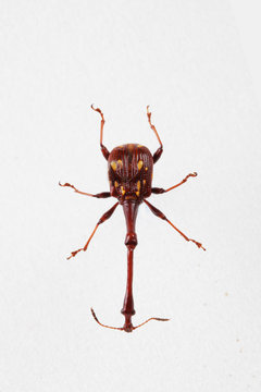 The mysterious world of insects
