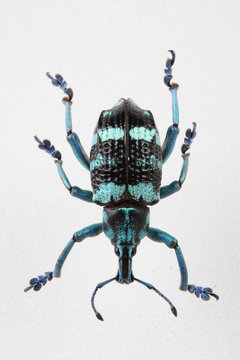 The mysterious world of insects

